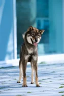 Nabízím ke krytí chovného psa Shikoku