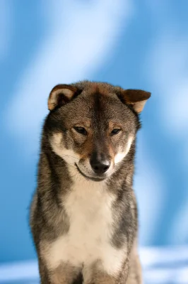 Nabízím ke krytí chovného psa Shikoku