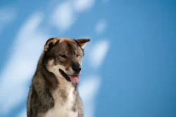 Nabízím ke krytí chovného psa Shikoku