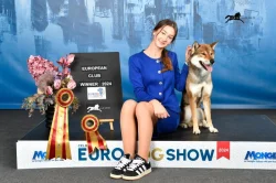 Nabízím ke krytí chovného psa plemene SHIKOKU-import z Japonska s průkazem původu FCI a NIPPO