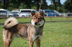 Nabízím ke krytí chovného psa plemene SHIKOKU-import z Japonska s průkazem původu FCI a NIPPO
