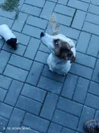 Jack Russell teriér kluk bez PP nar 8.9.2026