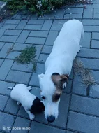 Jack Russell teriér kluk bez PP nar 8.9.2026