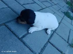 Jack Russell teriér kluk bez PP nar 8.9.2026