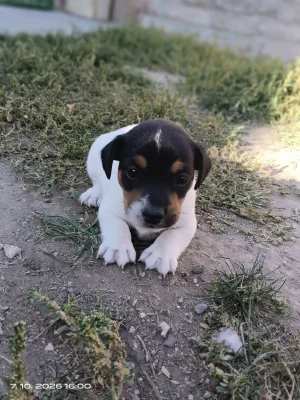 Jack Russell teriér pejsek bez PP nar 8.9.2026