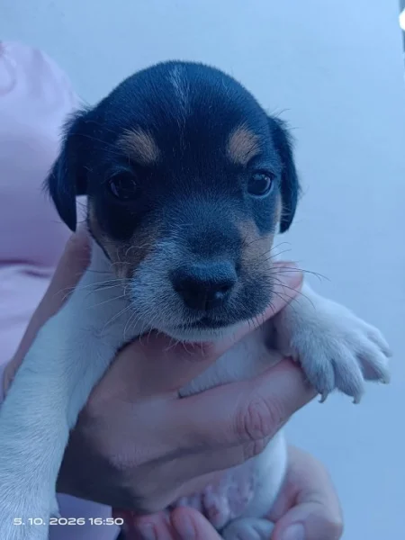 Jack Russell teriér kluk bez PP nar 8.9.2026