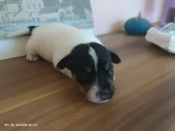 Jack Russell teriér kluk bez PP nar 8.9.2026