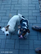 Jack Russell teriér kluk bez PP nar 8.9.2026