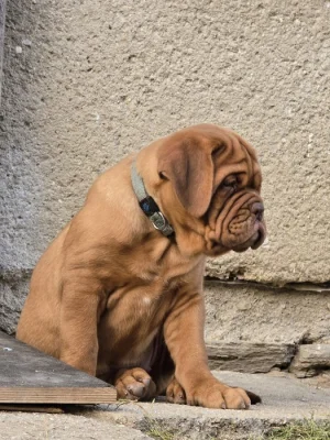 Bordeauxská doga s PP