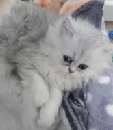 Perská činčila stříbrná - koťátka