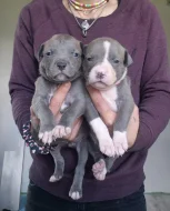 American bully xl s PP