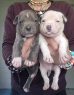 American bully xl s PP