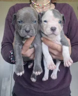 American bully xl s PP