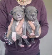 American bully xl s PP