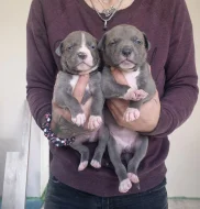 American bully xl s PP