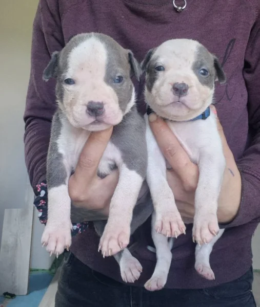 American bully xl s PP