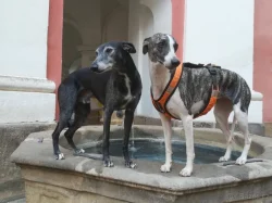 Whippet bez PP po obou rodičích s PP ( FCI)
