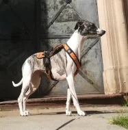 Whippet bez PP po obou rodičích s PP ( FCI)