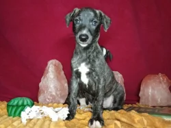 Whippet bez PP po obou rodičích s PP ( FCI)