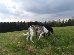 Whippet bez PP po obou rodičích s PP ( FCI)