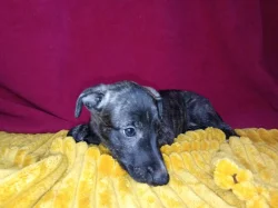 Whippet bez PP po obou rodičích s PP ( FCI)