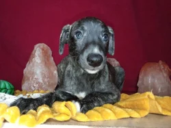 Whippet bez PP po obou rodičích s PP ( FCI)