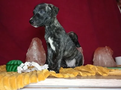 Whippet bez PP po obou rodičích s PP ( FCI)