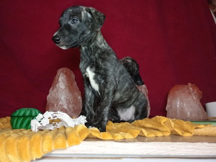 Whippet bez PP po obou rodičích s PP ( FCI)