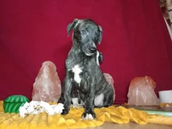 Whippet bez PP po obou rodičích s PP ( FCI)