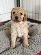 Labradoodle