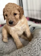 Labradoodle