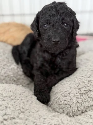 Labradoodle
