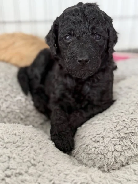 Labradoodle