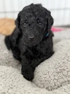 Labradoodle