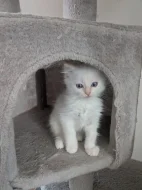 Koťata Ragdoll bez PP