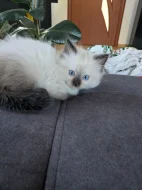 Koťata Ragdoll bez PP