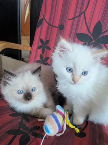Koťata Ragdoll bez PP