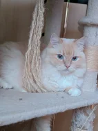 Koťata Ragdoll bez PP