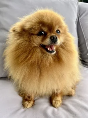 Prodej trpasličí špic Pomeranian fenka