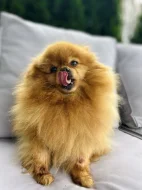 Prodej trpasličí špic Pomeranian fenka