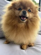 Prodej trpasličí špic Pomeranian fenka