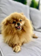 Prodej trpasličí špic Pomeranian fenka