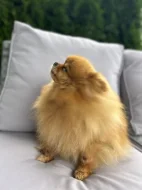 Prodej trpasličí špic Pomeranian fenka