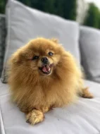 Prodej trpasličí špic Pomeranian fenka