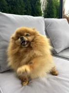 Prodej trpasličí špic Pomeranian fenka
