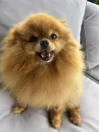 Prodej trpasličí špic Pomeranian fenka