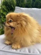 Prodej trpasličí špic Pomeranian fenka