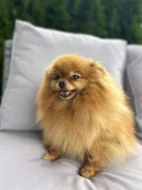 Prodej trpasličí špic Pomeranian fenka