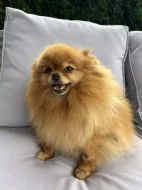 Prodej trpasličí špic Pomeranian fenka