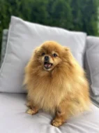 Prodej trpasličí špic Pomeranian fenka